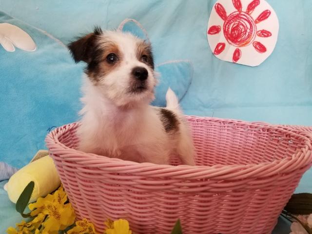 ジャックラッセルテリア