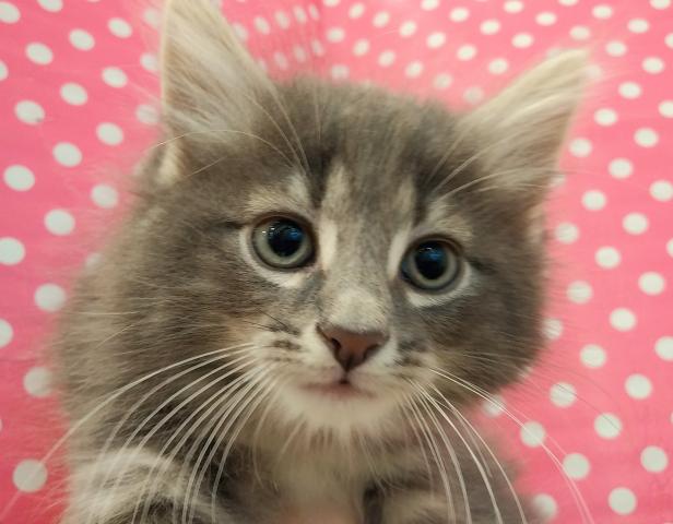 ノルウェージャンフォレストキャット