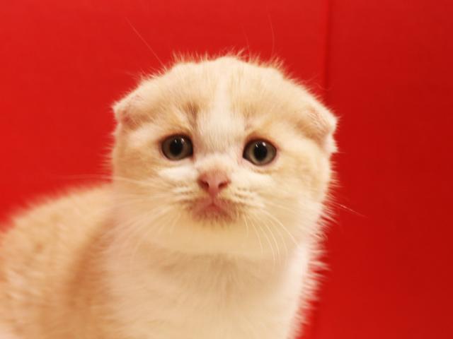 スコティッシュフォールド