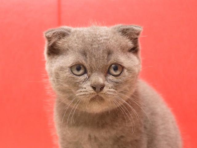 スコティッシュフォールド