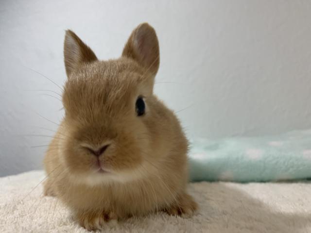 ネザーランドドワーフ