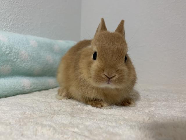 ネザーランドドワーフ