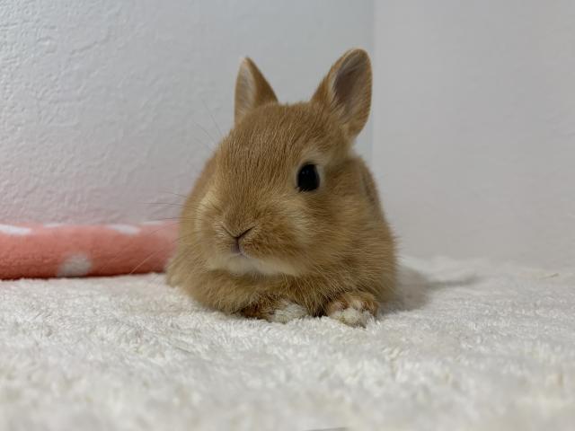 ネザーランドドワーフ