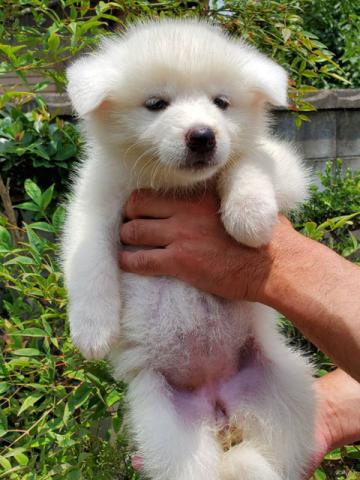 秋田犬