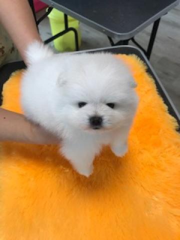 ポメラニアン