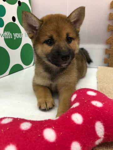 柴犬