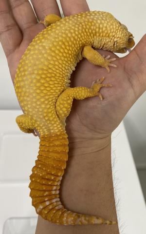 レオパ ヒョウモントカゲモドキ ゴジラジャイアントトレンパースーパーサングロー 子犬や子猫たちのペット販売情報が満載 ペットステーション レオパ ヒョウモントカゲモドキ ゴジラジャイアントトレンパースーパーサングロー 子犬や子猫たちのペット販売情報が満載 ペットステーション