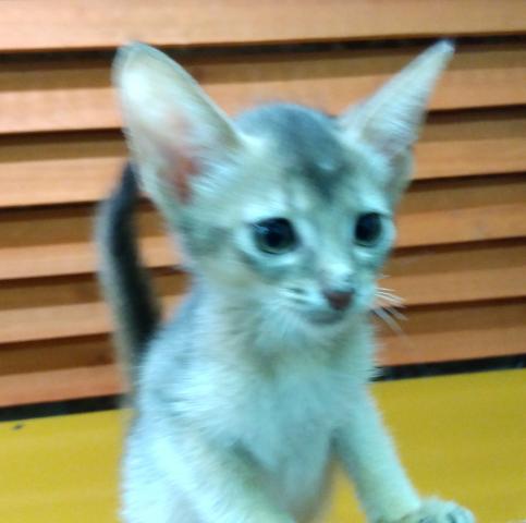 アビシニアン