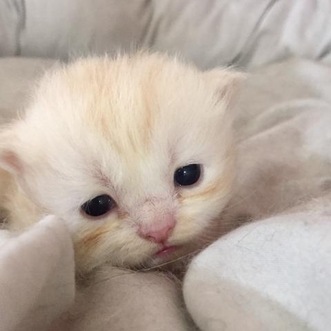 ミヌエット（旧ナポレオン）