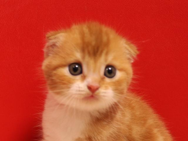 スコティッシュフォールド