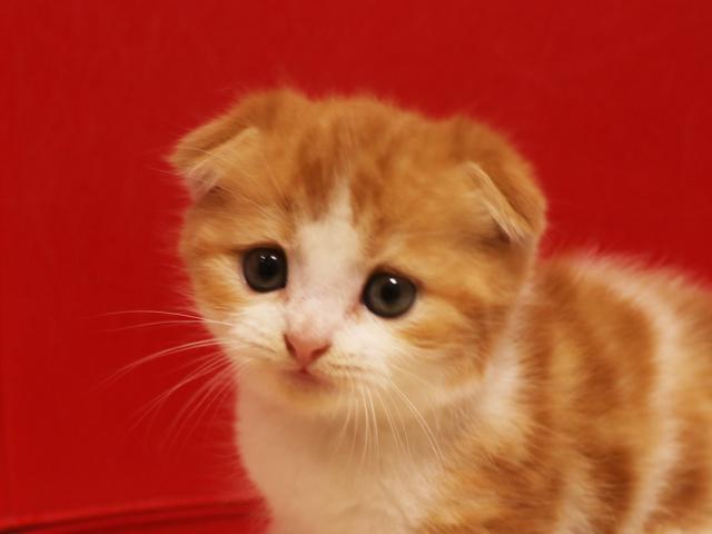 スコティッシュフォールド