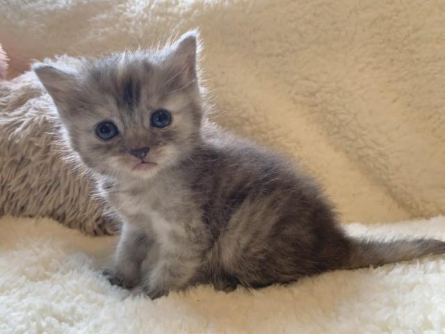 マンチカン♡サマーセール価格！足長ちゃん♬