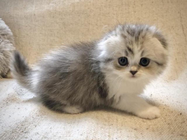 スコティッシュフォールド♡サマーセール価格！美猫耳折れロングヘア