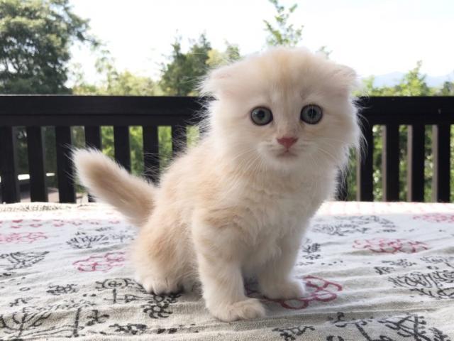 スコティッシュフォールド♡サマーセール価格！耳折れロングヘア