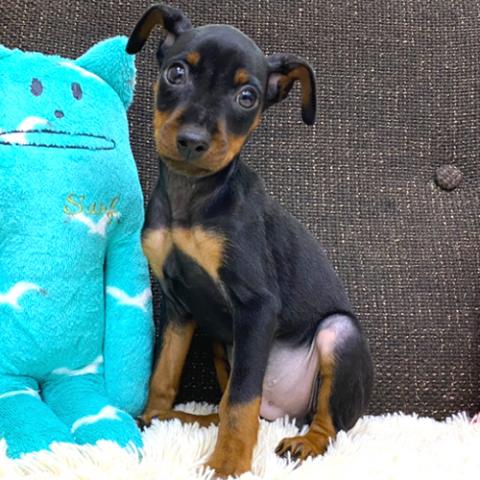 ミニチュアピンシャー