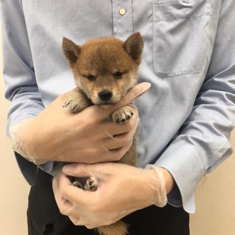 柴犬