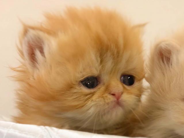 ペルシャ・ヒマラヤン