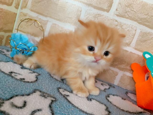 マンチカン長足