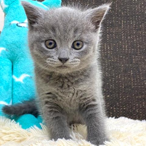 ブリティッシュショートヘア