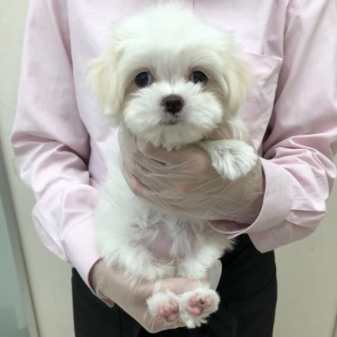MIX