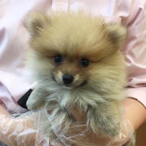 ポメラニアン