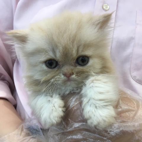 ペルシャ・ヒマラヤン