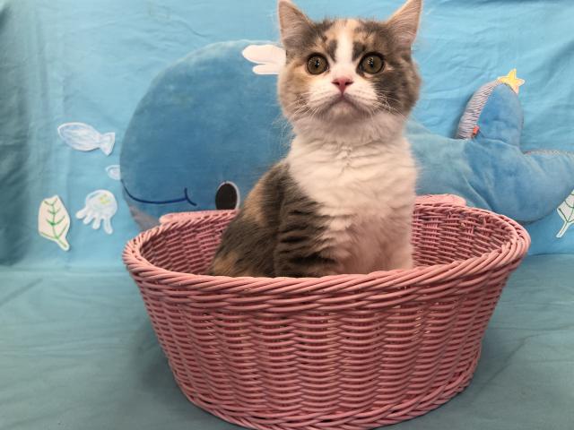 スコティッシュフォールド