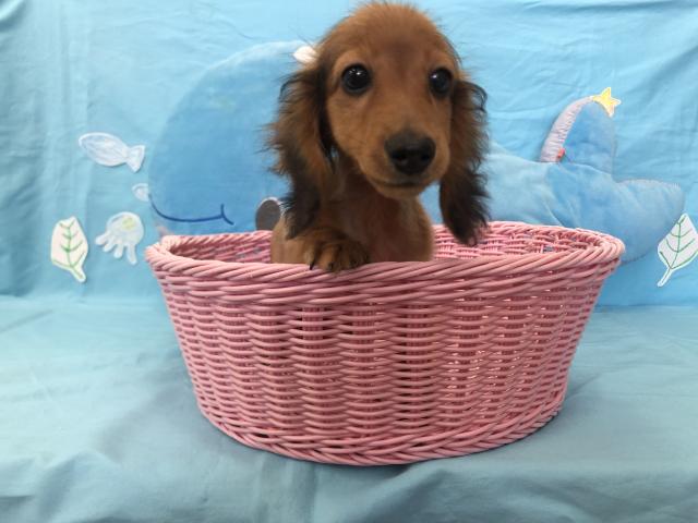 ミニチュアダックスフンド