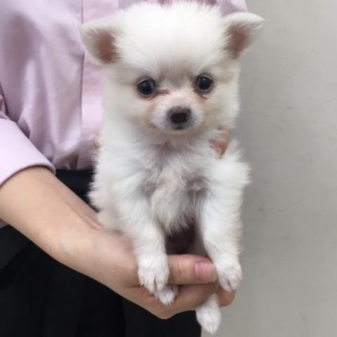 MIX