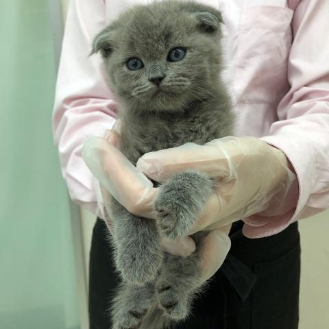 スコティッシュフォールド