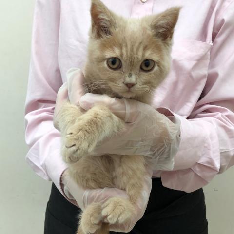 ブリティッシュショートヘア