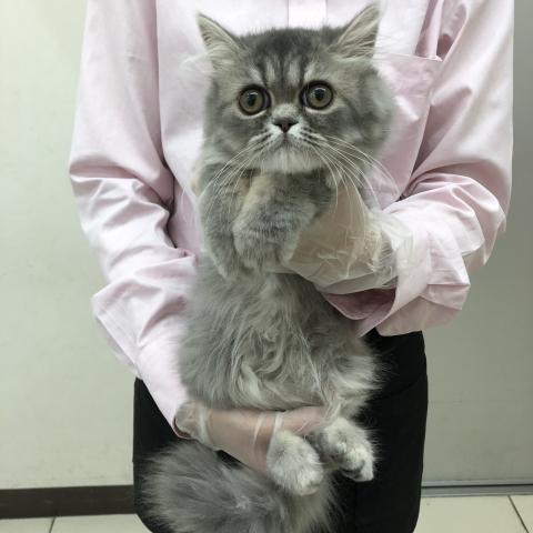 エキゾチックショートヘアー