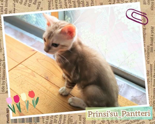ベンガル