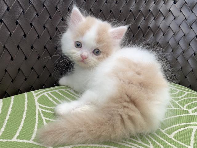 マンチカン♡ふわふわ短足ちゃん♬