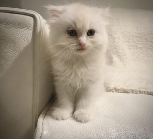 スコティッシュフォールド♡耳折れロングヘア