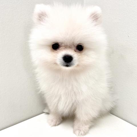 ポメラニアン