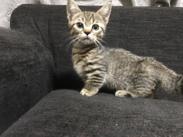 マンチカン