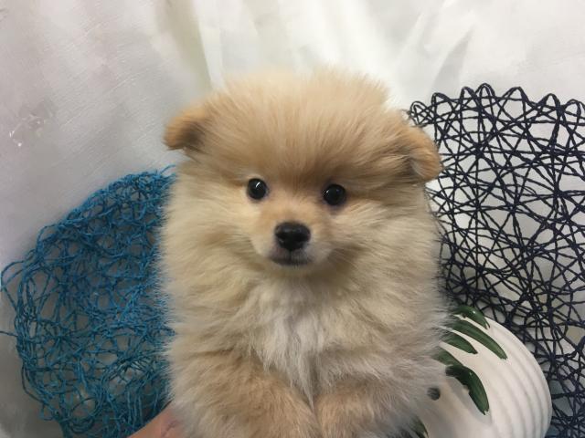 ポメラニアン