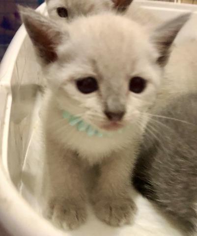 ロシアンブルー