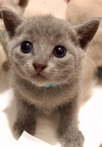 ロシアンブルー