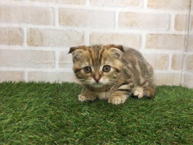 マンチカン