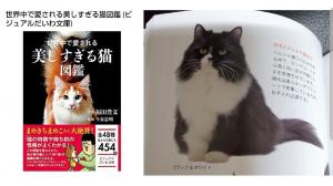 ミヌエット(旧ナポレオン)ロングヘアー ママはタレントキャットの花ちゃん!!