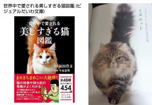 ミヌエット(旧ナポレオン)ロングヘアー パパはタレントキャットのプー君!!