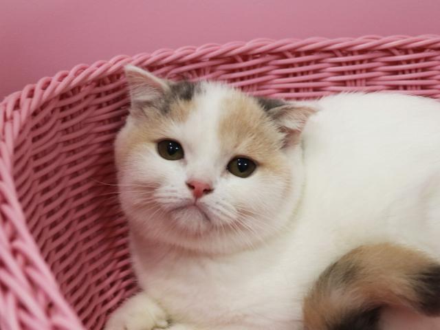 スコティッシュフォールド