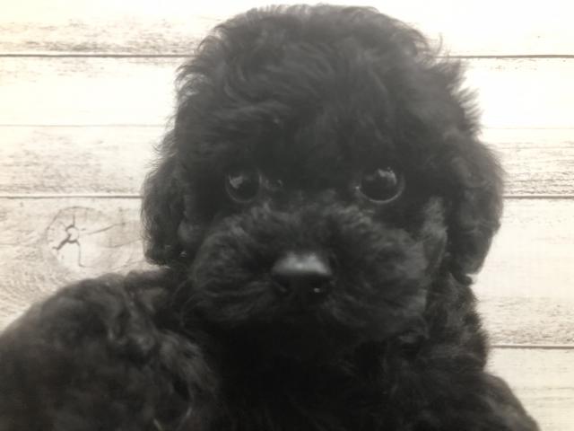 トイプードル