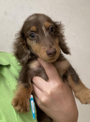 ミニチュアダックスフンド