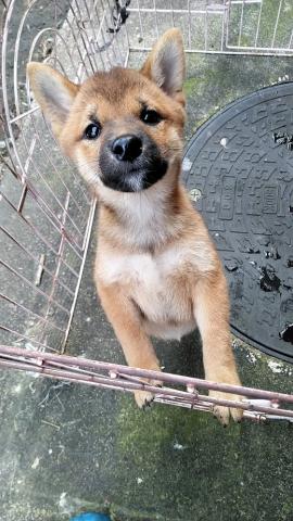 柴犬