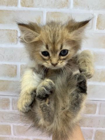 ペルシャ・ヒマラヤン