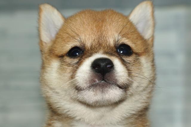 豆柴犬　　（20424）