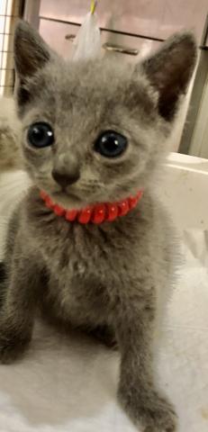 ロシアンブルー